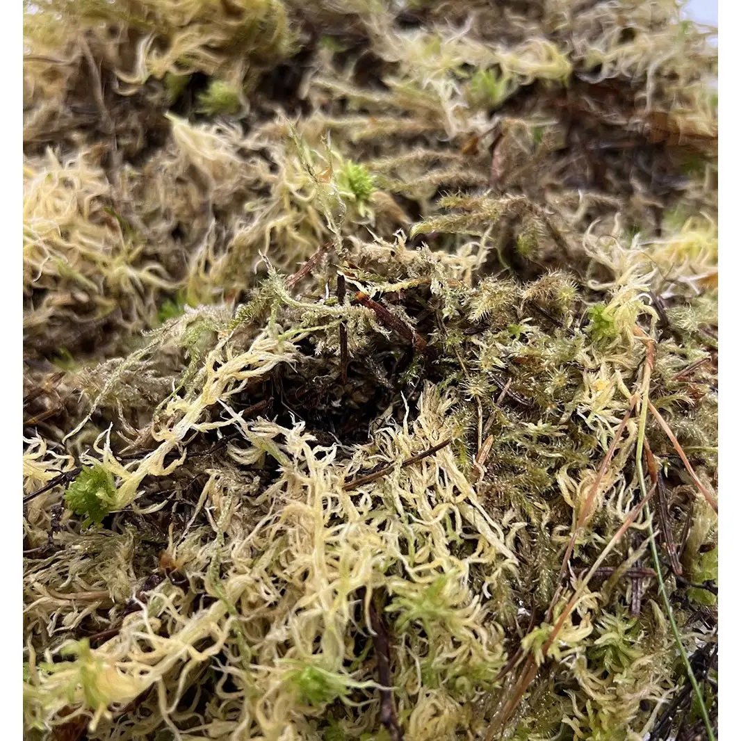 ProRep Live Moss - Image 4