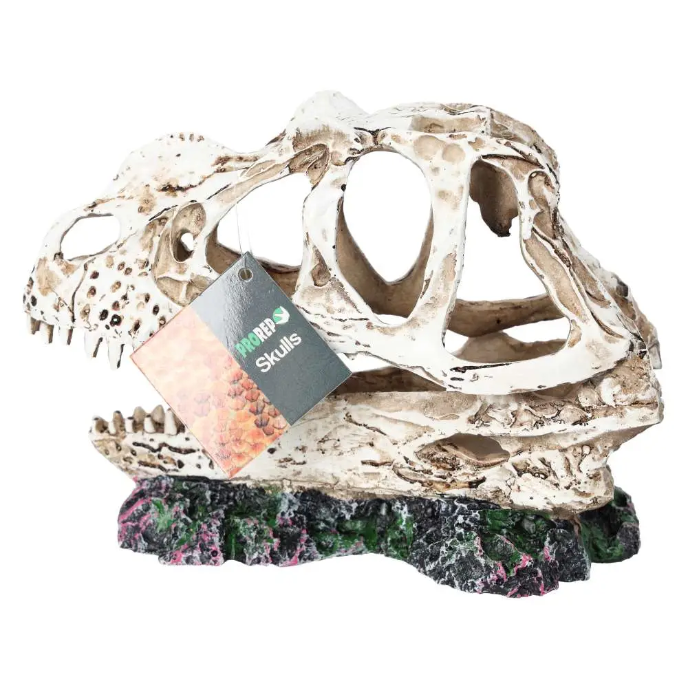 ProRep Resin Ceratosuarus Skull - Image 2