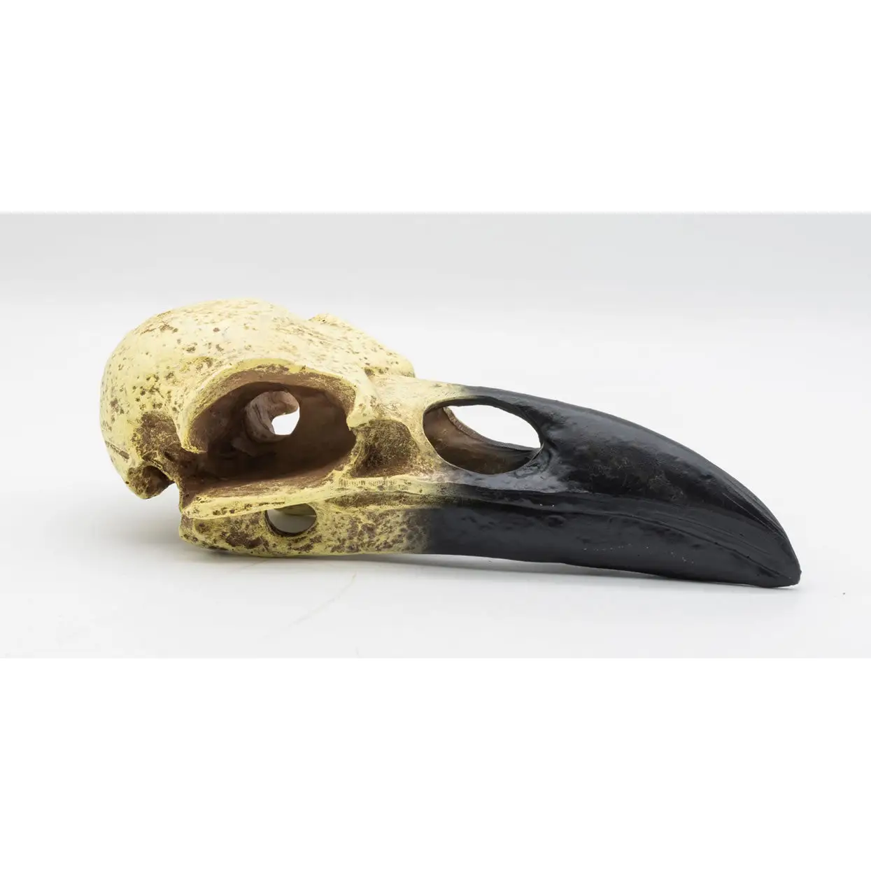 ProRep Resin Corvid Skull