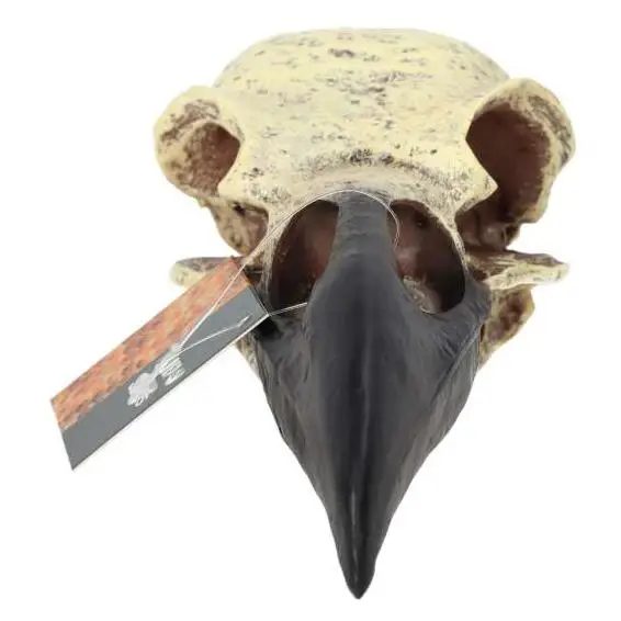ProRep Resin Corvid Skull - Image 2
