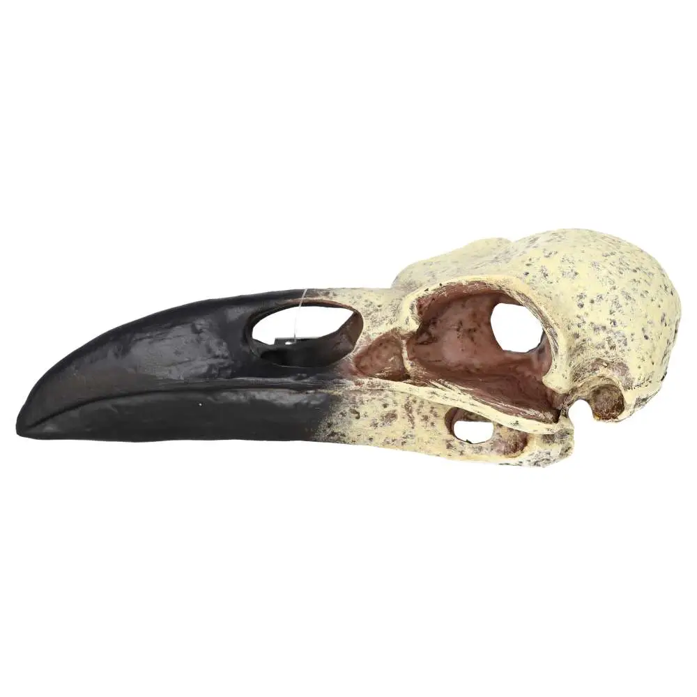ProRep Resin Corvid Skull - Image 3