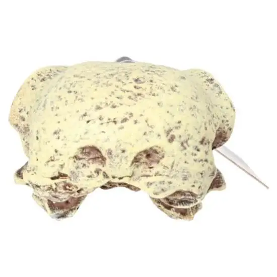 ProRep Resin Corvid Skull - Image 4
