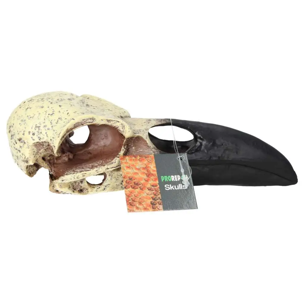 ProRep Resin Corvid Skull - Image 5