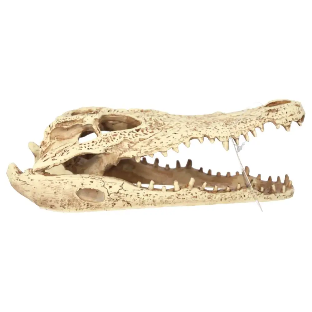 ProRep Resin Crocodile Skull - Image 2