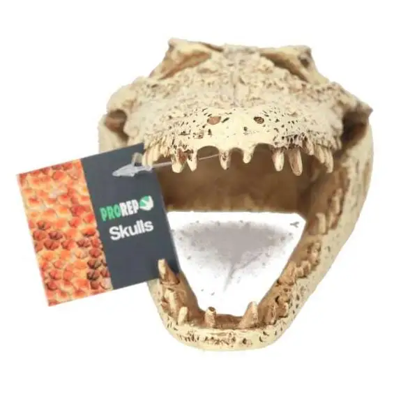 ProRep Resin Crocodile Skull - Image 3