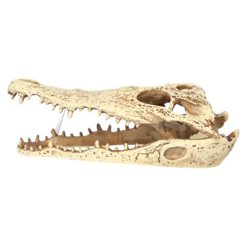 ProRep Resin Crocodile Skull - Image 4