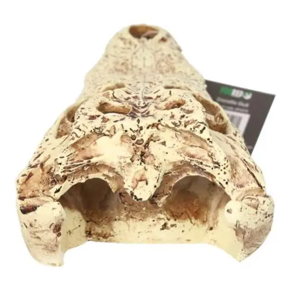 ProRep Resin Crocodile Skull - Image 5