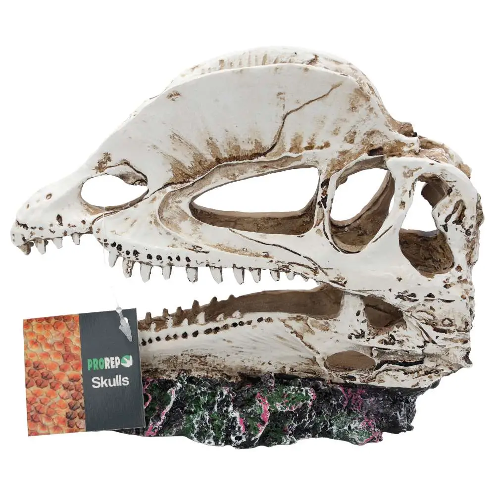 ProRep Resin Dilophosaurus Skull - Image 2
