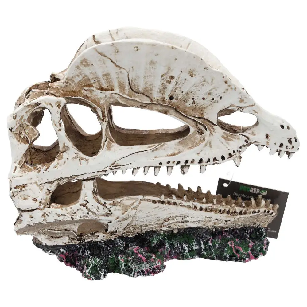 ProRep Resin Dilophosaurus Skull - Image 4