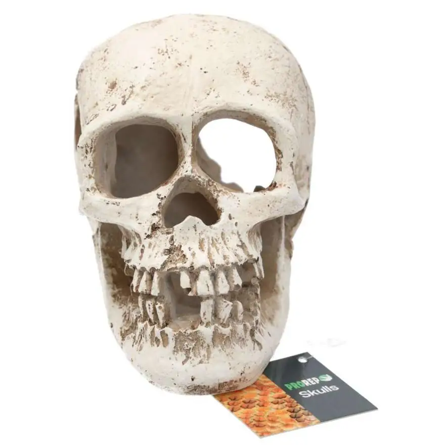 ProRep Resin Human Skull - Image 2