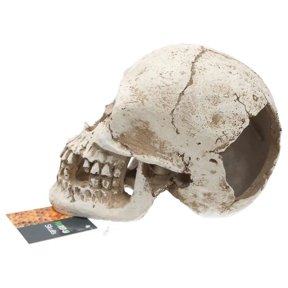 ProRep Resin Human Skull - Image 3