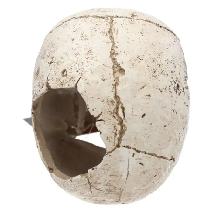 ProRep Resin Human Skull - Image 4