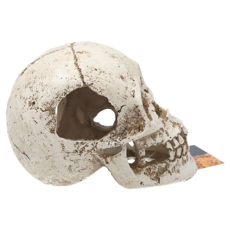 ProRep Resin Human Skull - Image 5