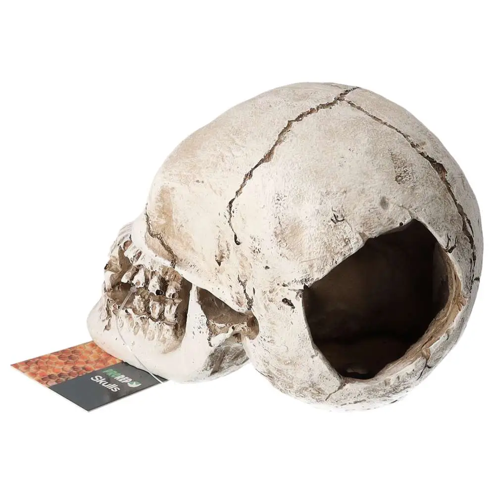 ProRep Resin Human Skull - Image 6