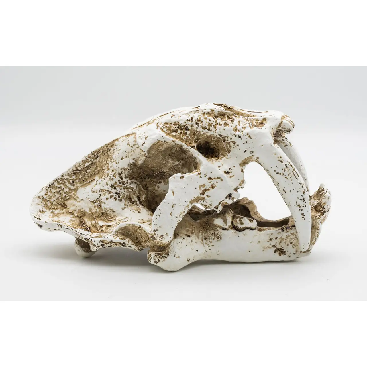 ProRep Resin Smilodon Skull