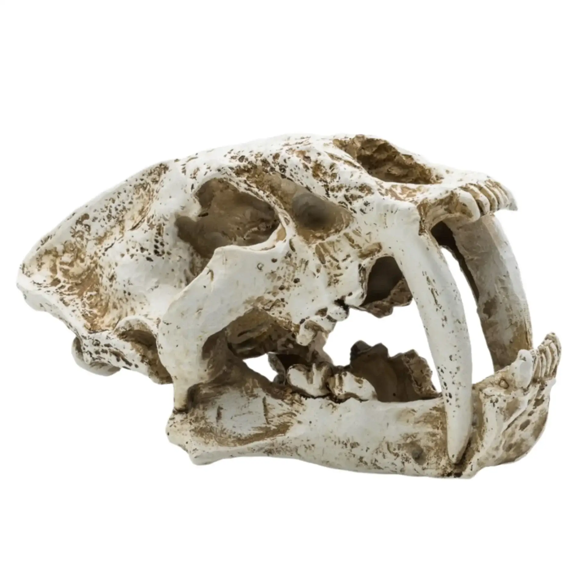 ProRep Resin Smilodon Skull - Image 2