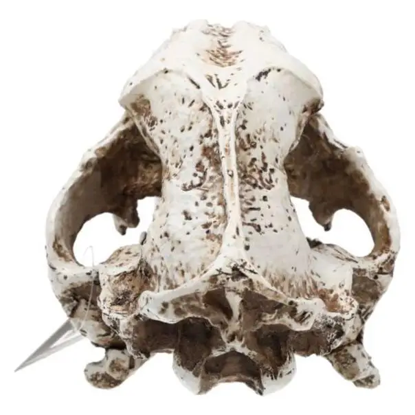 ProRep Resin Smilodon Skull - Image 3