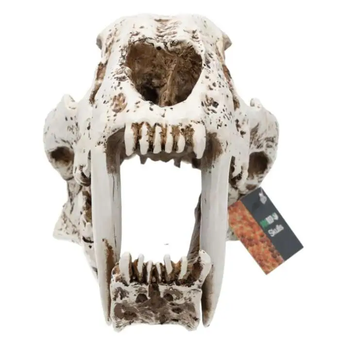 ProRep Resin Smilodon Skull - Image 4