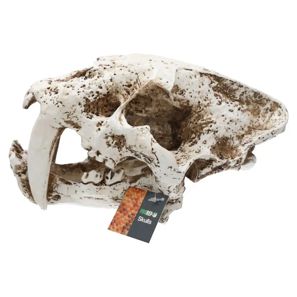 ProRep Resin Smilodon Skull - Image 5