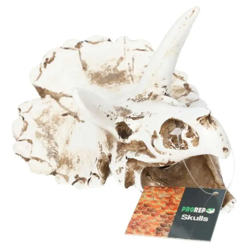ProRep Resin Triceratops Skull - Image 2