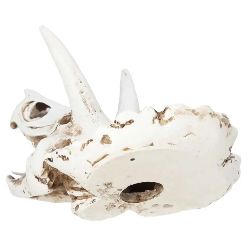 ProRep Resin Triceratops Skull - Image 4