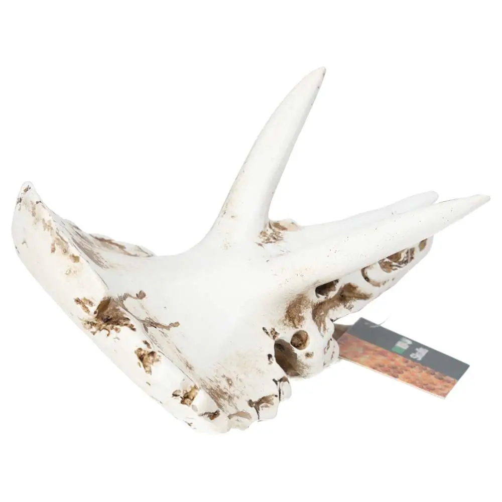 ProRep Resin Triceratops Skull - Image 5
