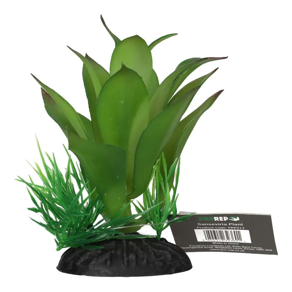 ProRep Sanseviria Plant - Image 3