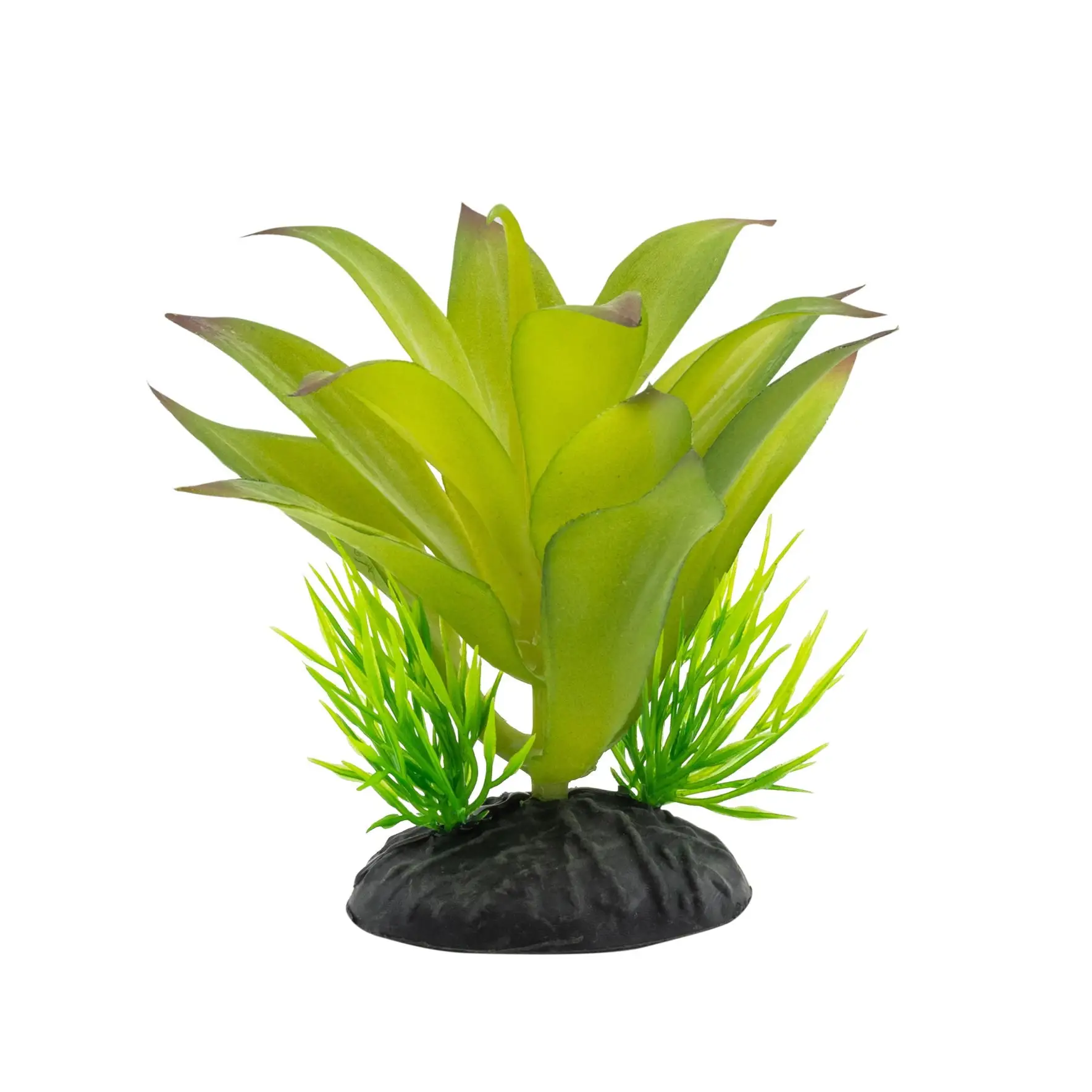 ProRep Sanseviria Plant - Image 5