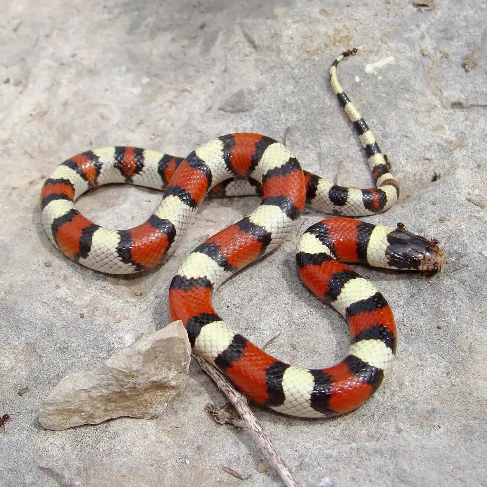 Pueblan Milk Snake Setup