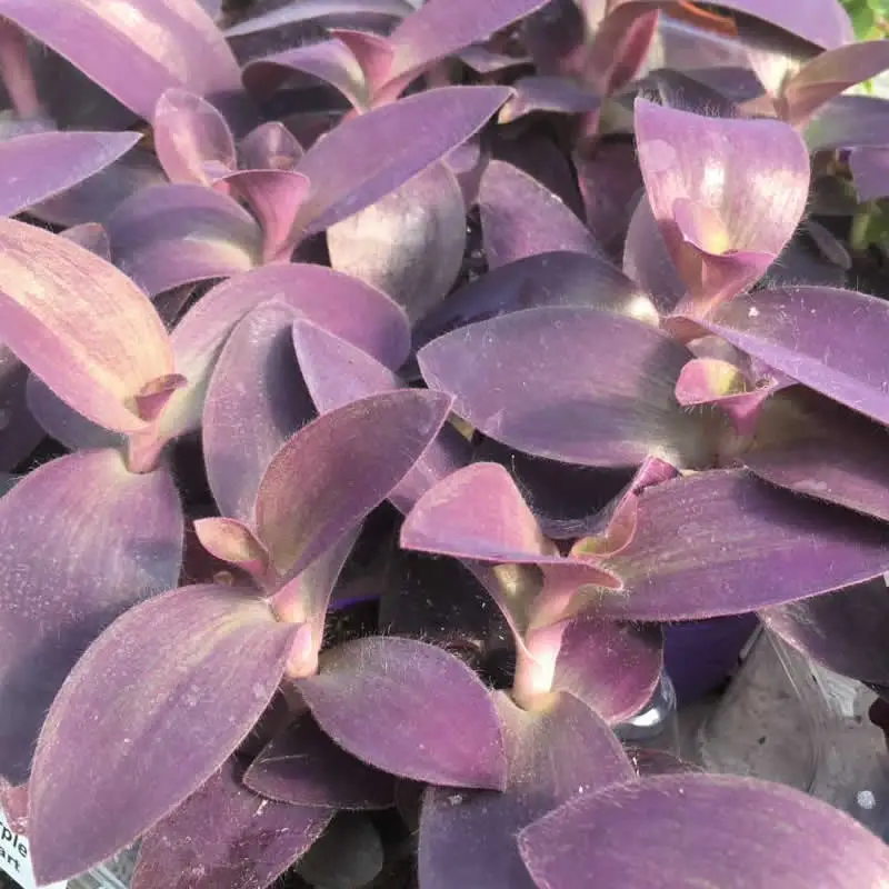 Purple Heart Tradescantia (Tradiscantia pallida) - Image 2