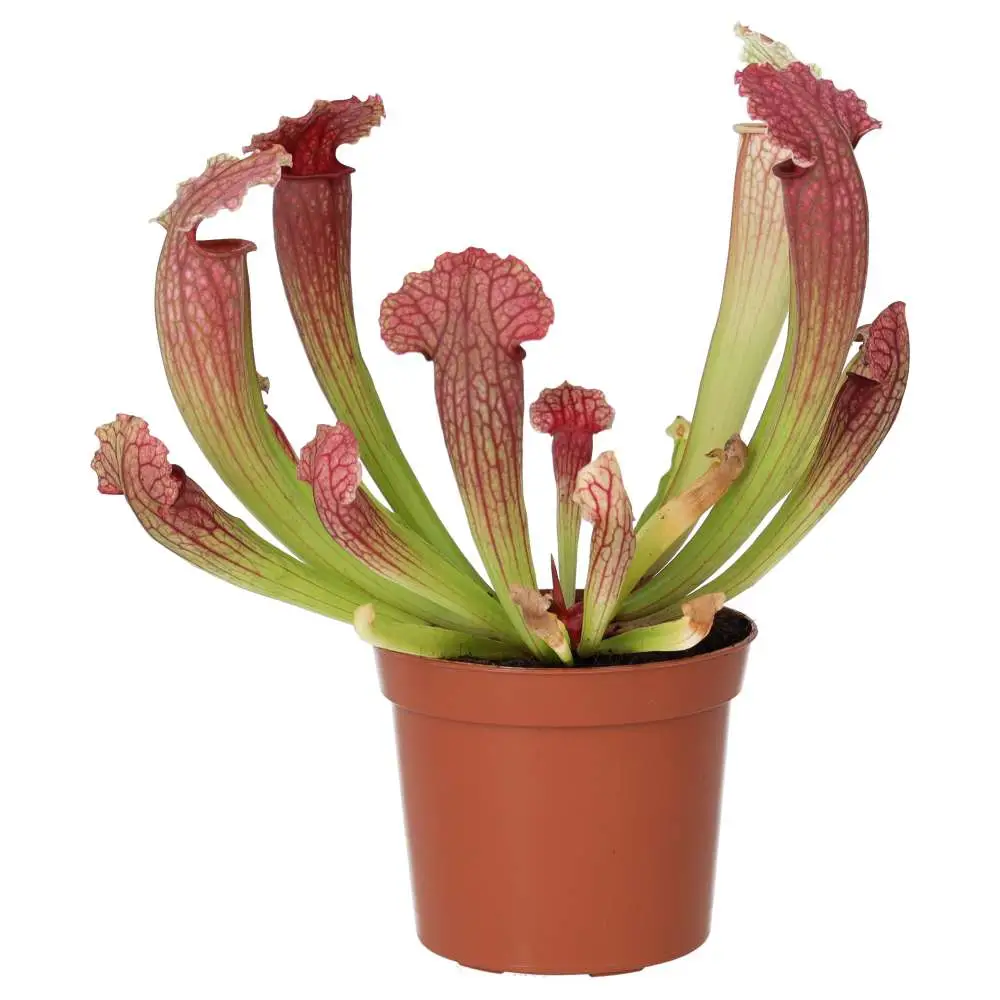 Purple Trumpet Pitcher Plant (Sarracenia sp.) - Image 3