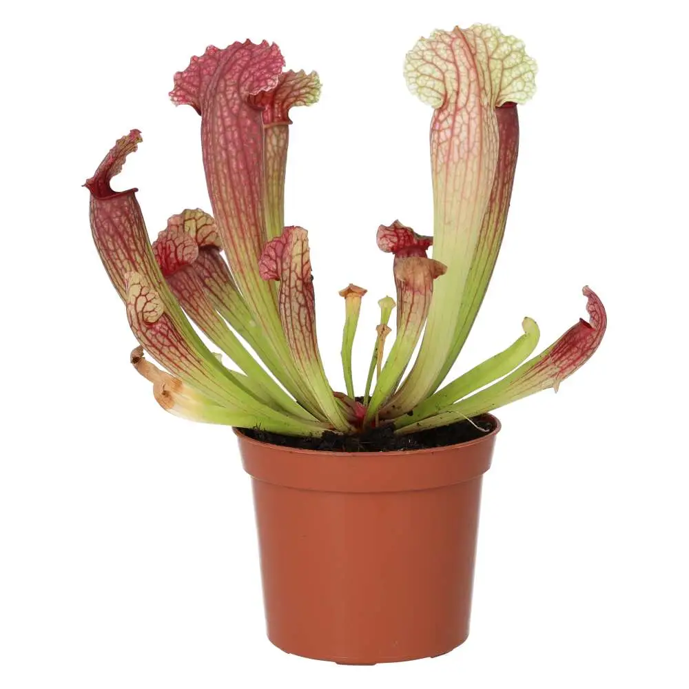 Purple Trumpet Pitcher Plant (Sarracenia sp.) - Image 4