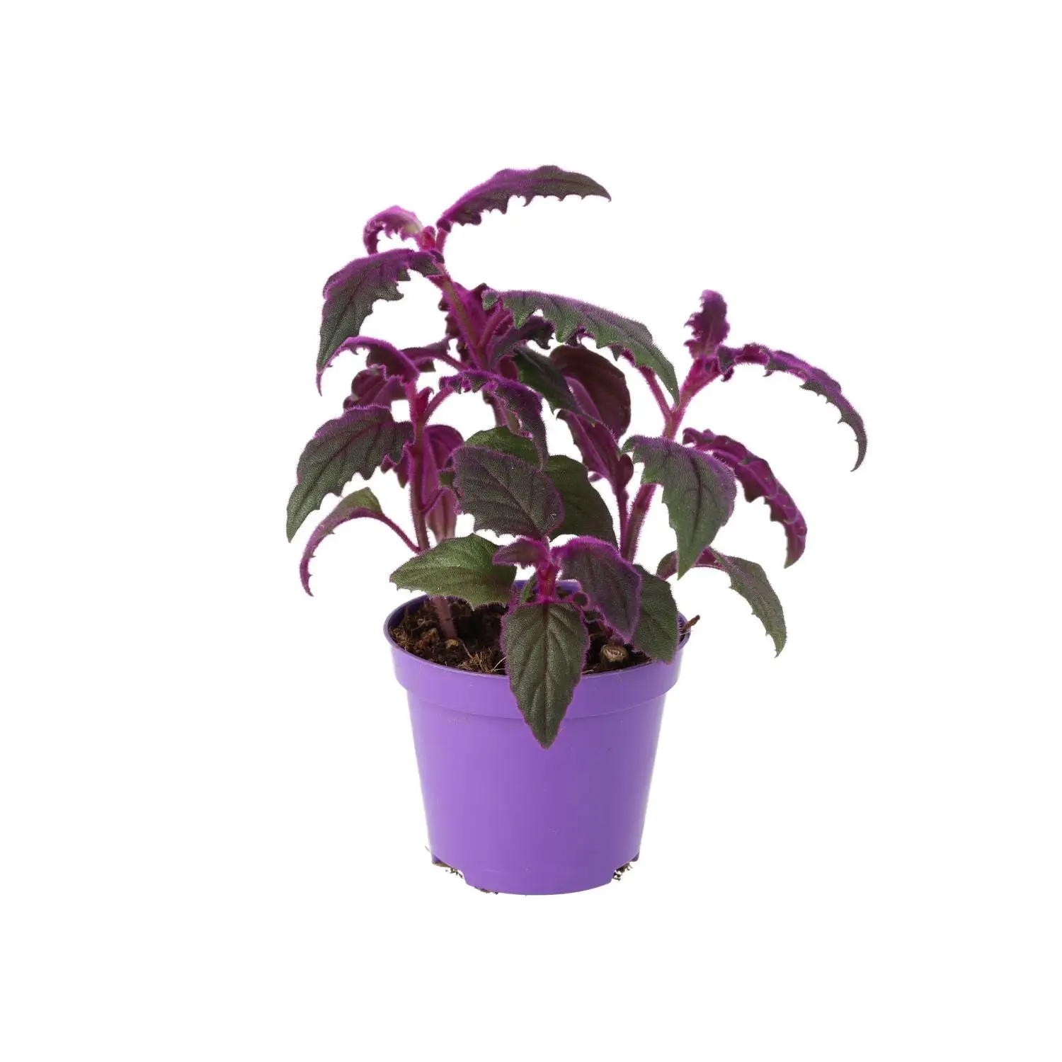 Purple Velvet Plant (Gynura aurantiaca) - Image 2