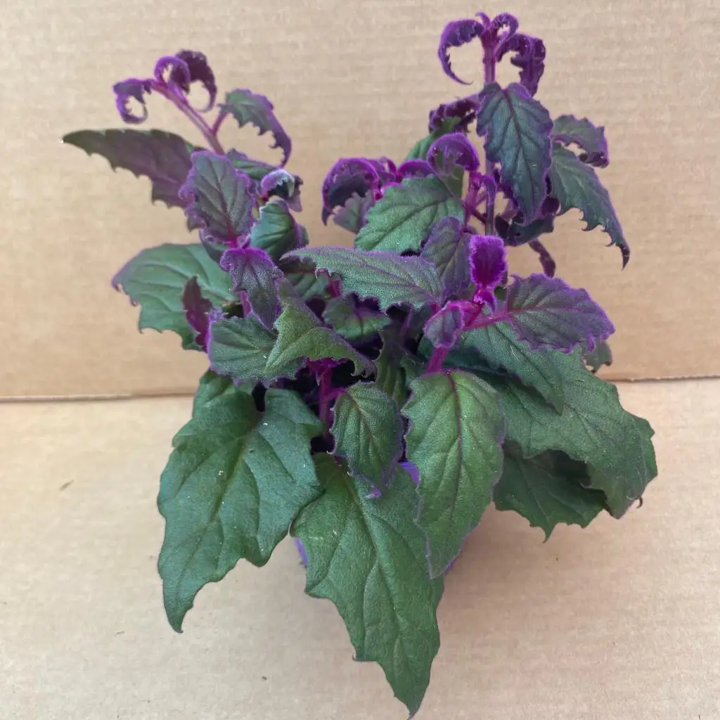 Purple Velvet Plant (Gynura aurantiaca) - Image 3