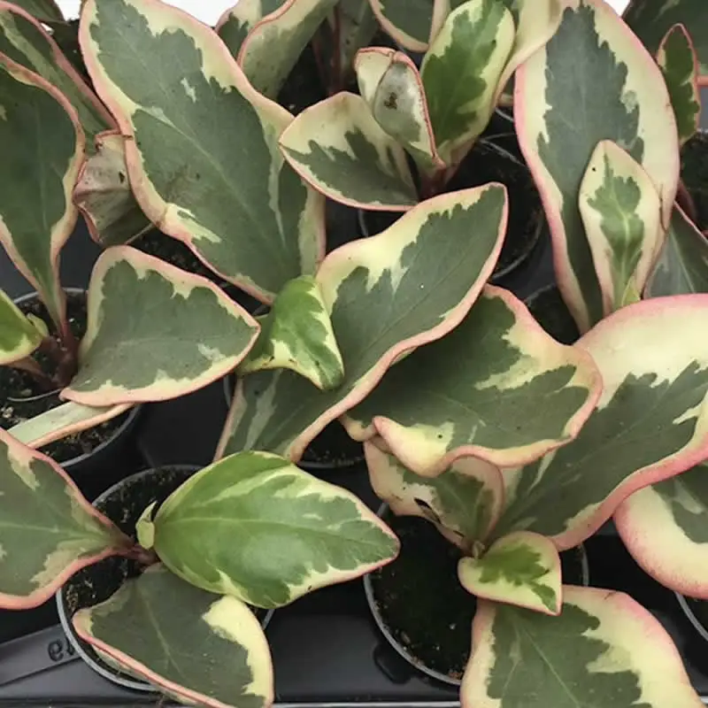 Red Edged Radiator Plant (Peperomia clusifolia) - Image 2