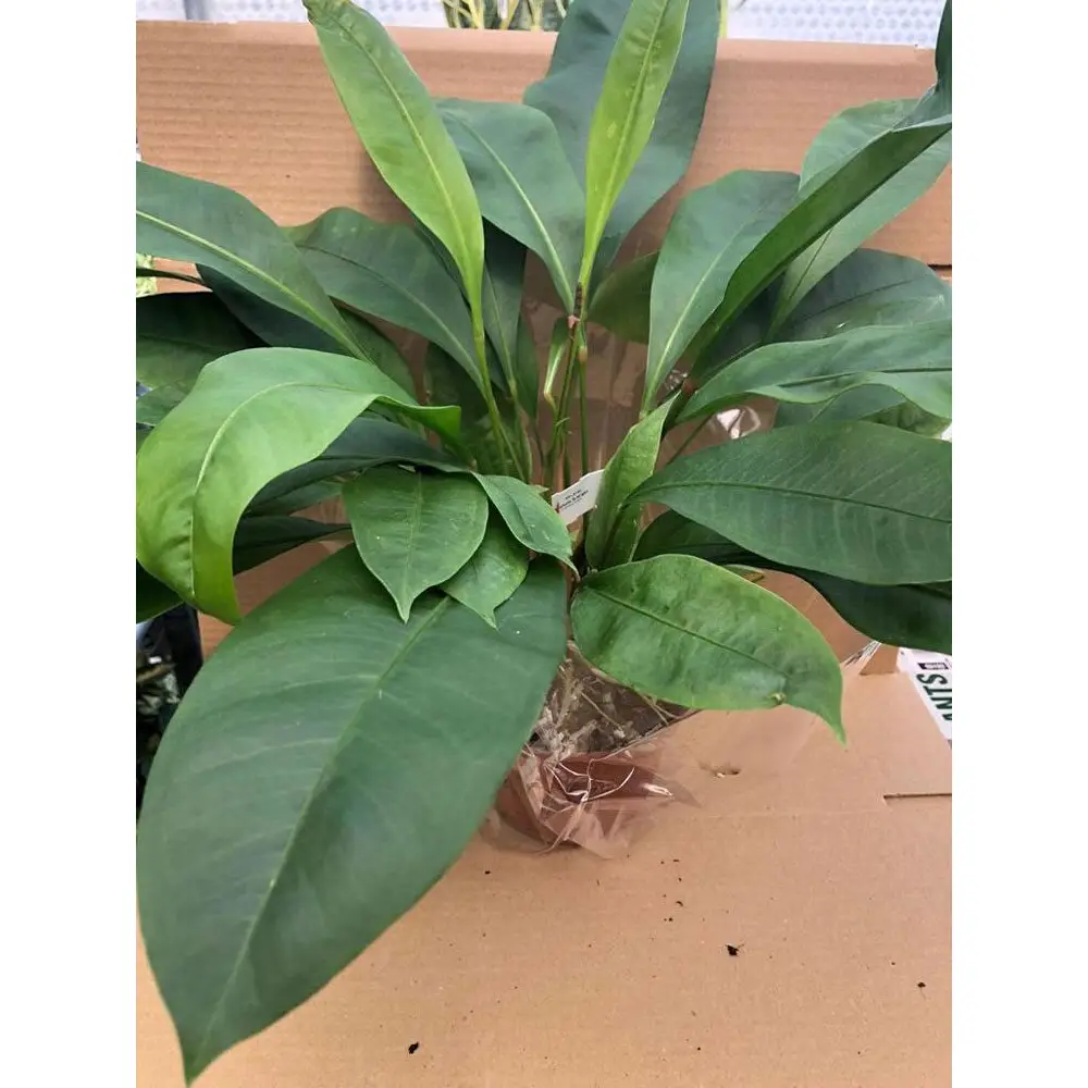 Red Pearl Flamingo Flower (Anthurium gracile)