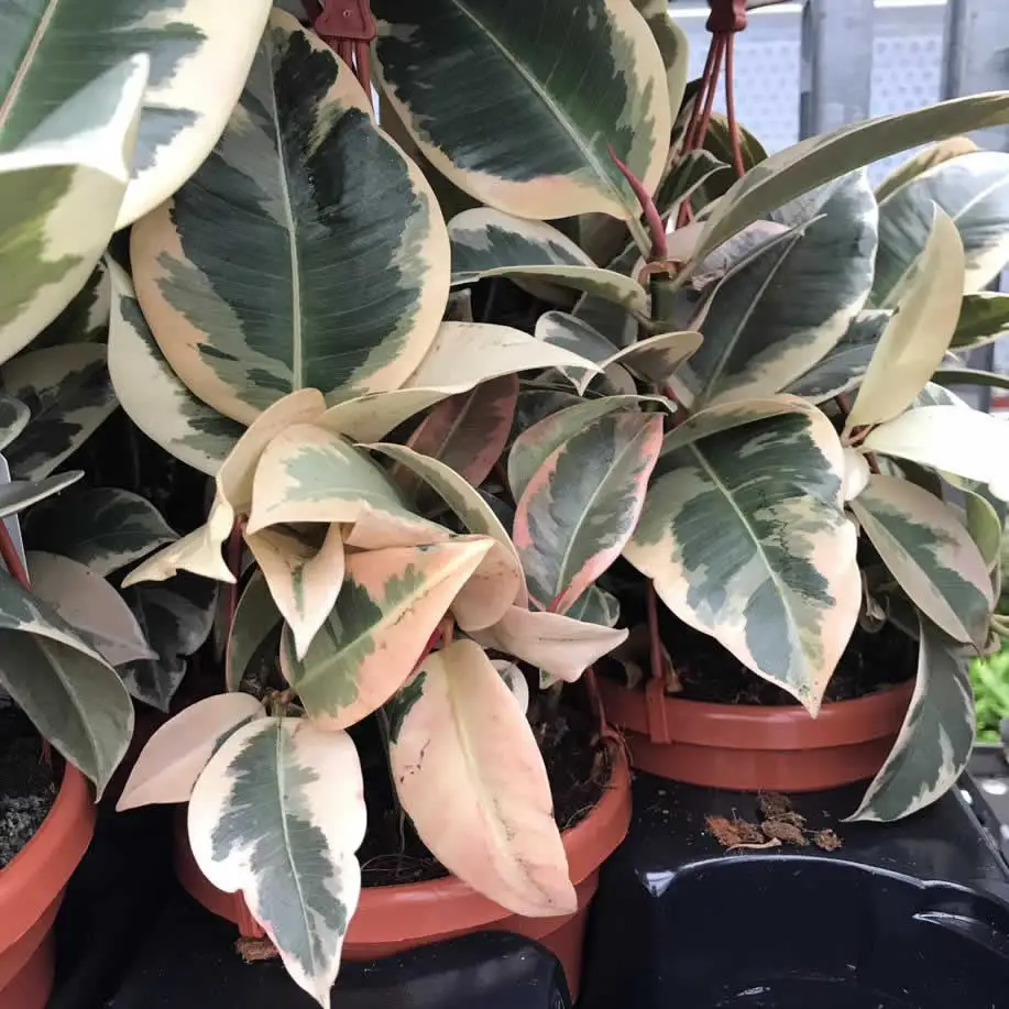 Rubber Fig (Ficus elastica) - Image 2
