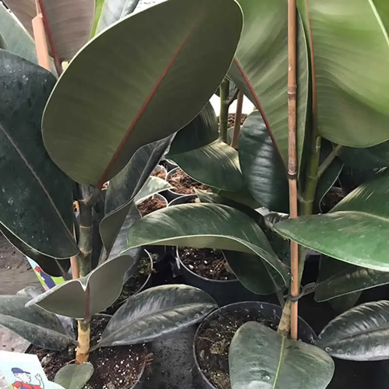 Rubber Fig (Ficus elastica) - Image 3