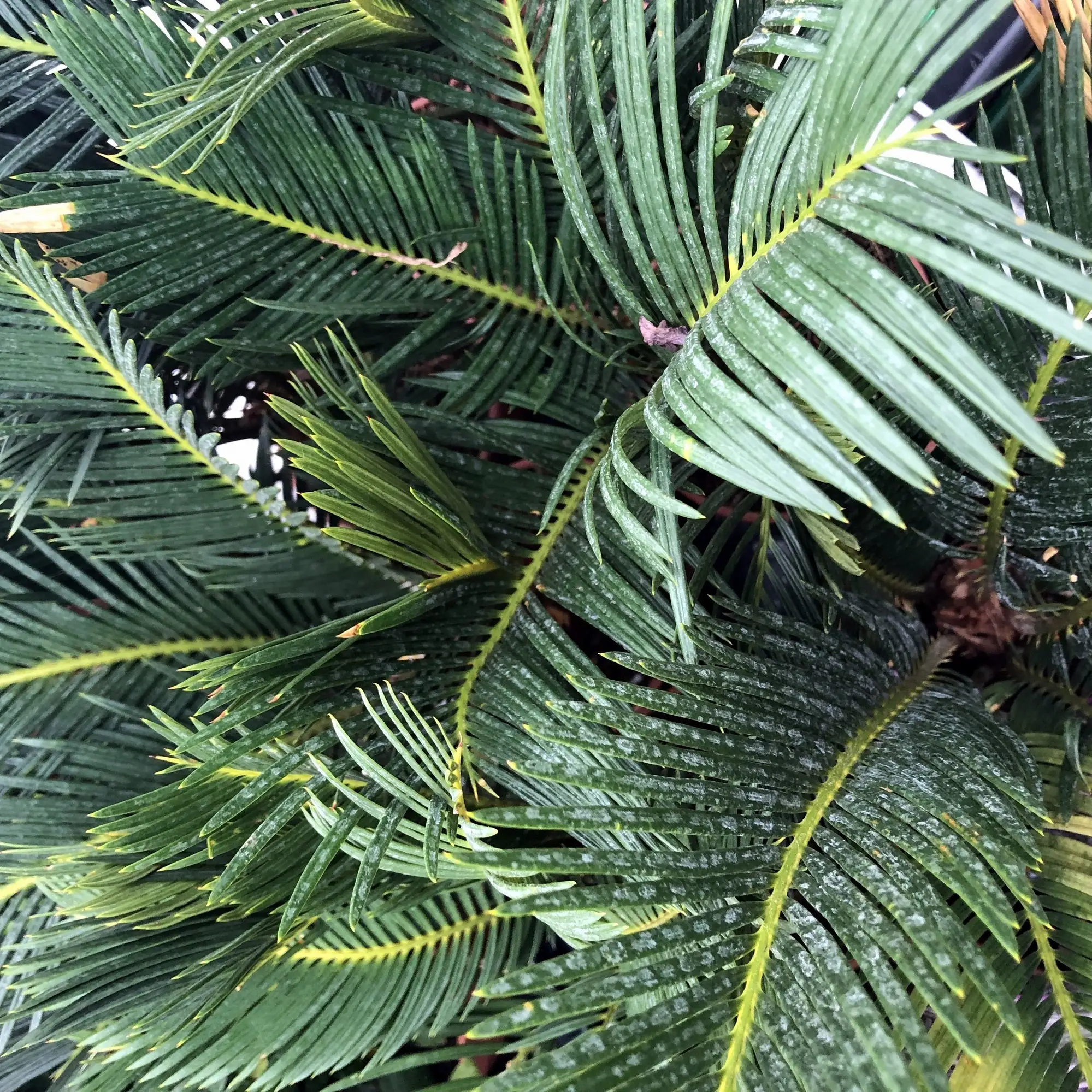 Sago Palm (Cycas sp.)