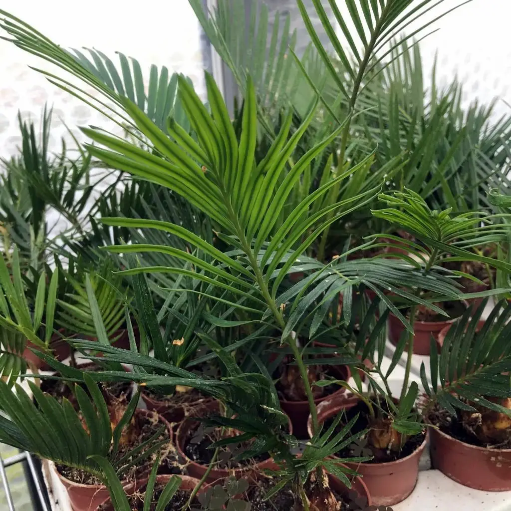 Sago Palm (Cycas sp.) - Image 2