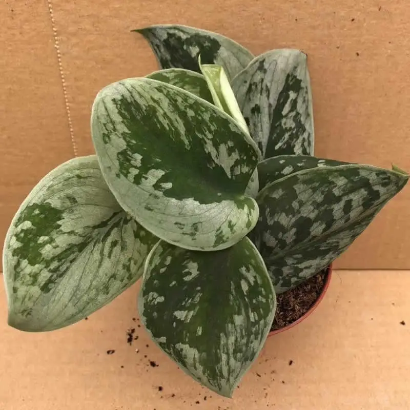 Satin Pothos (Scindapsus pictus) - Image 2
