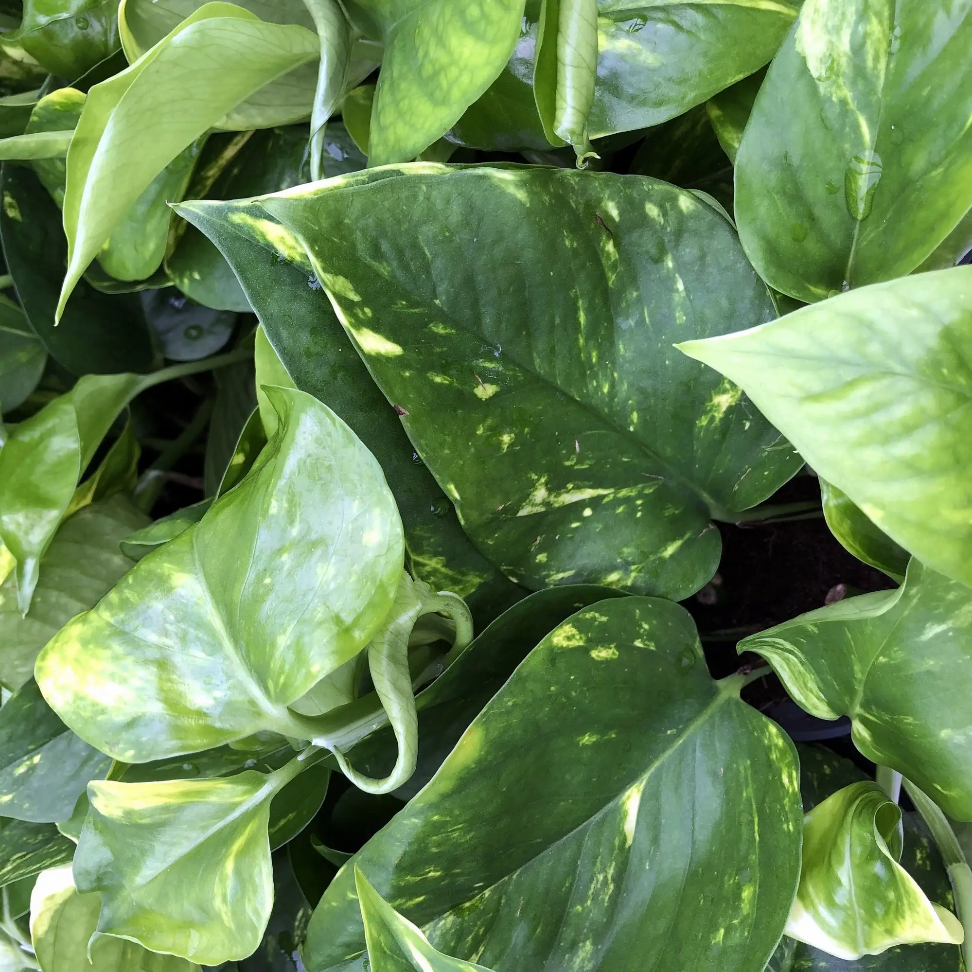 Satin Pothos (Scindapsus pictus) - Image 3