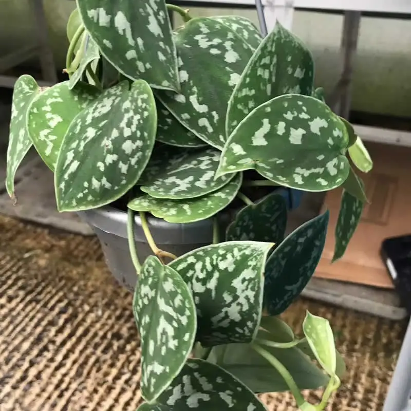 Satin Pothos (Scindapsus pictus) - Image 4