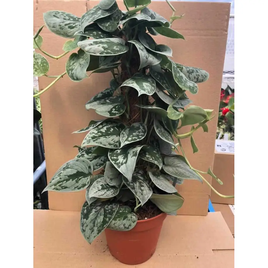 Satin Pothos (Scindapsus pictus) - Image 5