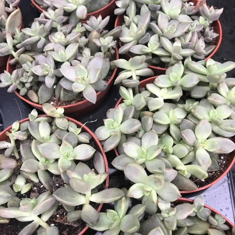 Sedum 'Bordeauxhart' - Image 2