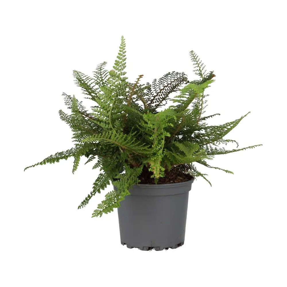 Shield Fern (Polystichum setiferum) - Image 2