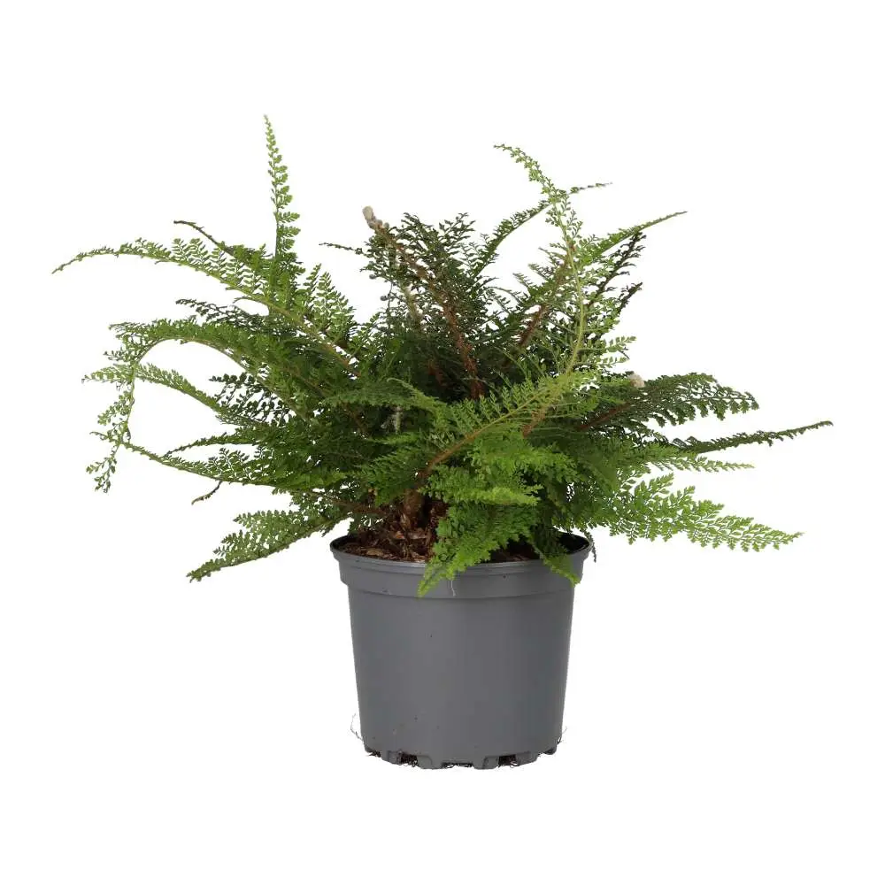 Shield Fern (Polystichum setiferum) - Image 3
