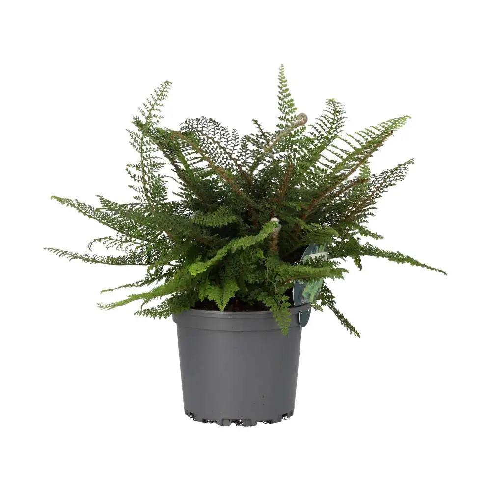 Shield Fern (Polystichum setiferum) - Image 4