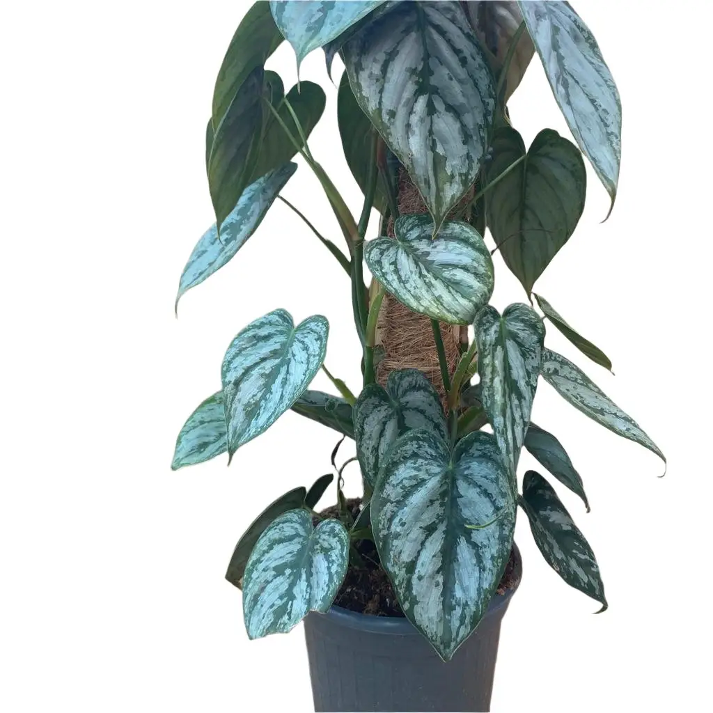 Silver Leaf' Philodendron (Epipremnum amplissimum)