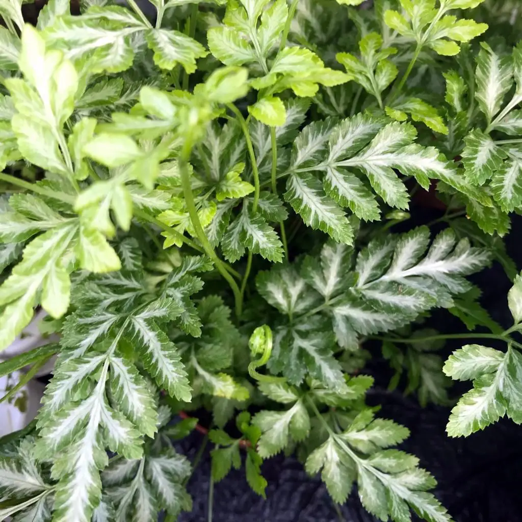 Slender Brake Fern (Pteris ensiformis)